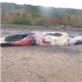 50ft Whale washed up at Red Rock